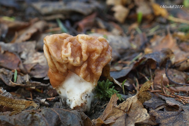 ušiak obrovský Gyromitra gigas (Krombh.) Cooke