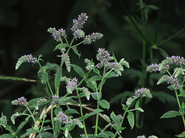 mäta dlholistá Mentha longifolia (L.) L.