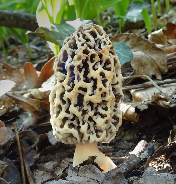 smrčok jedlý Morchella esculenta (L.) Pers.