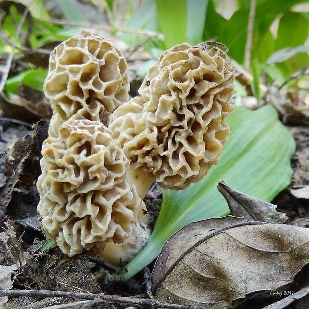 smrčok jedlý Morchella esculenta (L.) Pers.