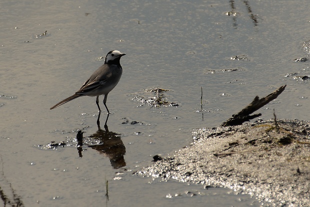 trasochvost biely Motacilla alba