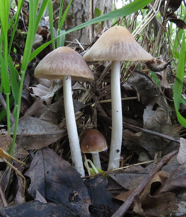 drobuľka Psathyrella sp.