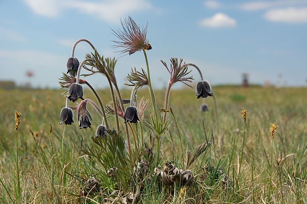 poniklec lúčny český  Pulsatilla pratensis subsp. nigricans