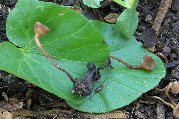 hľuznatka  Sclerotinia ficariae Rehm