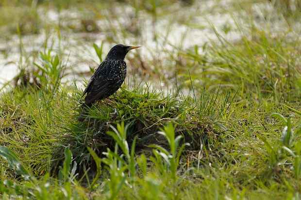 škorec obyčajný Sturnus vulgaris