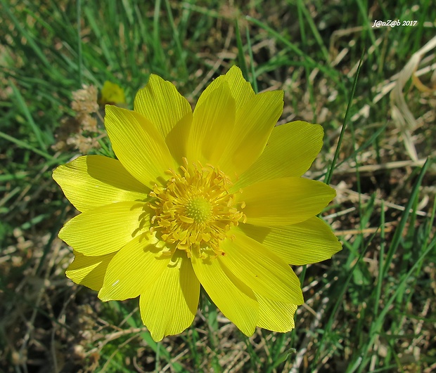 hlaváčik jarný Adonis vernalis L.