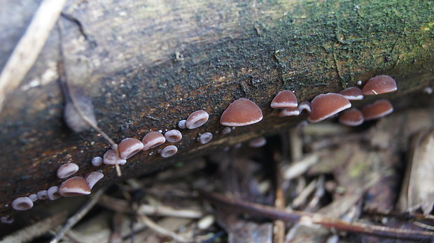 uchovec bazový Auricularia auricula-judae (Bull.) Quél.