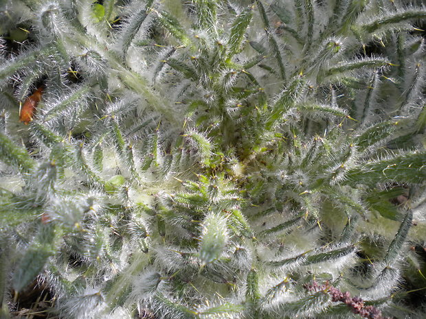 pichliač obyčajný Cirsium vulgare (Savi) Ten.
