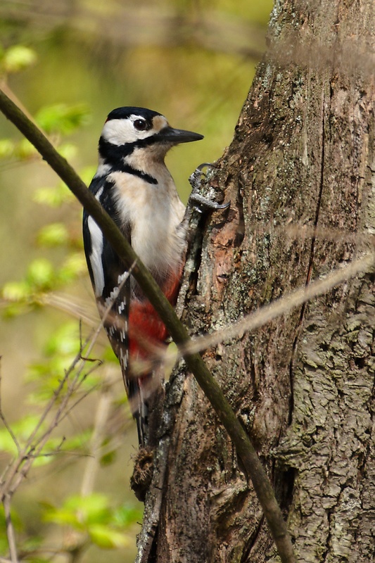 ďateľ veľký Dendrocopos major