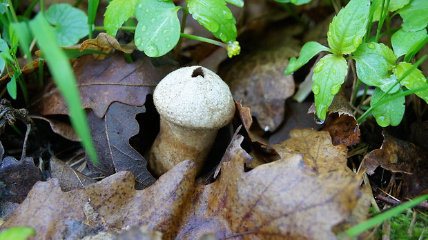 prášnica Lycoperdon sp.