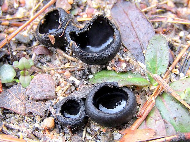 misôčka černastá Pseudoplectania nigrella (Pers.) Fuckel