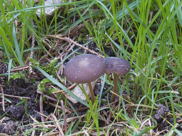 peniazočka smreková Strobilurus esculentus (Wulfen) Singer