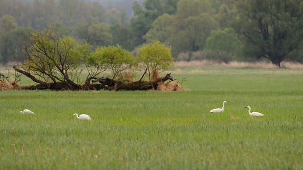 volavka biela / beluša veľká Egretta alba