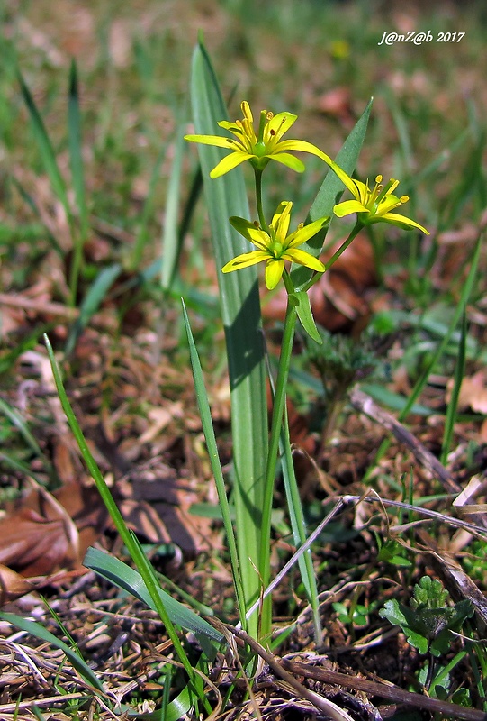 krivec žltý Gagea lutea (L.) Ker Gawl.