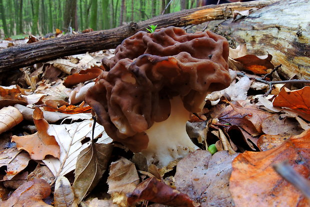 ušiak obrovský Gyromitra gigas (Krombh.) Cooke