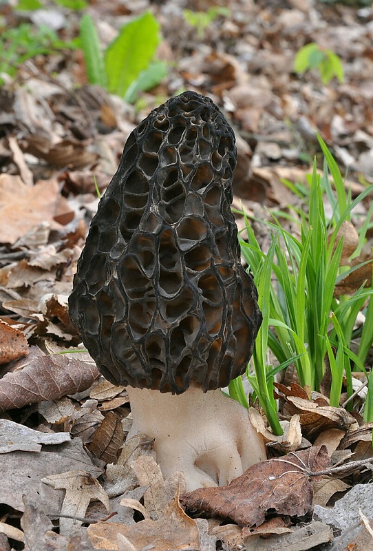 smrčok kužeľovitý Morchella conica Pers.