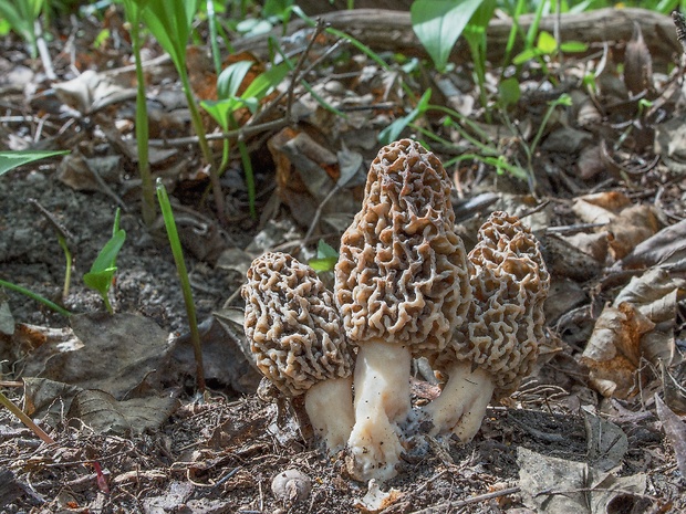 smrčok jedlý Morchella esculenta (L.) Pers.