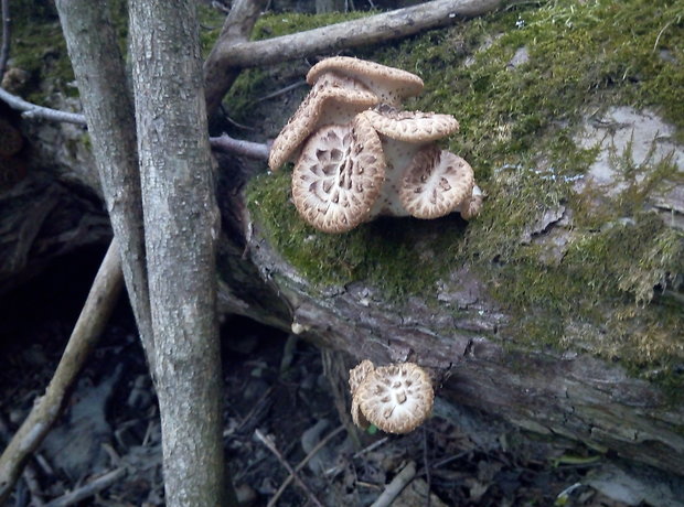 trúdnik šupinatý Cerioporus squamosus (Huds.) Quél.