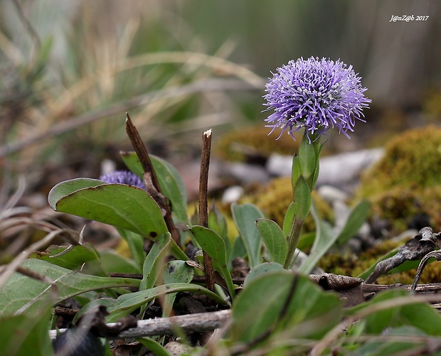 guľôčka bodkovaná Globularia punctata Lapeyr.