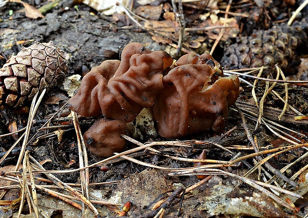 ušiak obyčajný Gyromitra esculenta (Pers.) Fr.