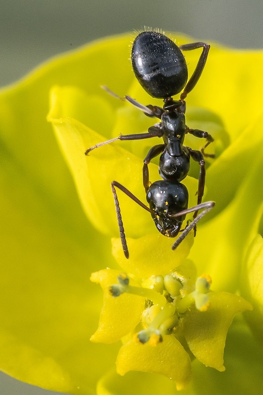 mravec obyčajný Lasius niger
