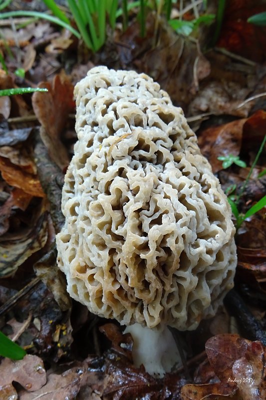 smrčok jedlý Morchella esculenta (L.) Pers.