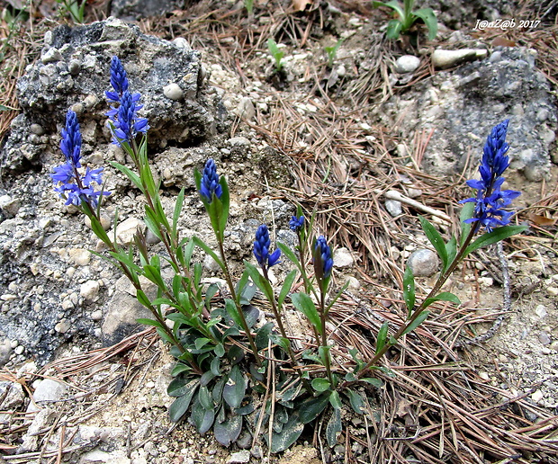 horčinka horká krátkokrídla Polygala amara subsp. brachyptera (Chodat) Hayek