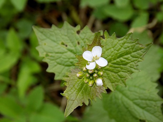 cesnačka lekárska Alliaria petiolata (M. Bieb.) Cavara et Grande