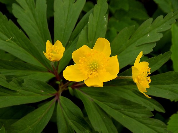 veternica iskerníkovitá Anemone ranunculoides L.