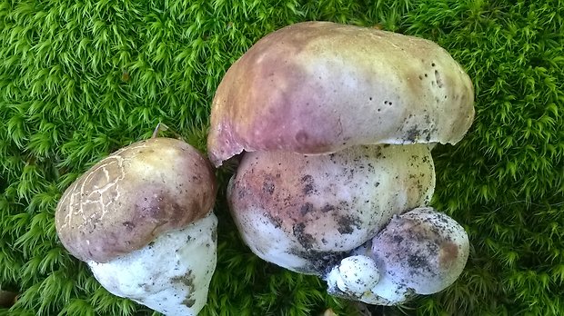 hríb sosnový Boletus pinophilus Pil. et Dermek in Pil.