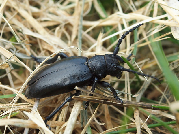 fuzáč čierny Carinatodorcadion aethiops