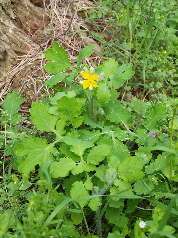 lastovičník väčší Chelidonium majus L.