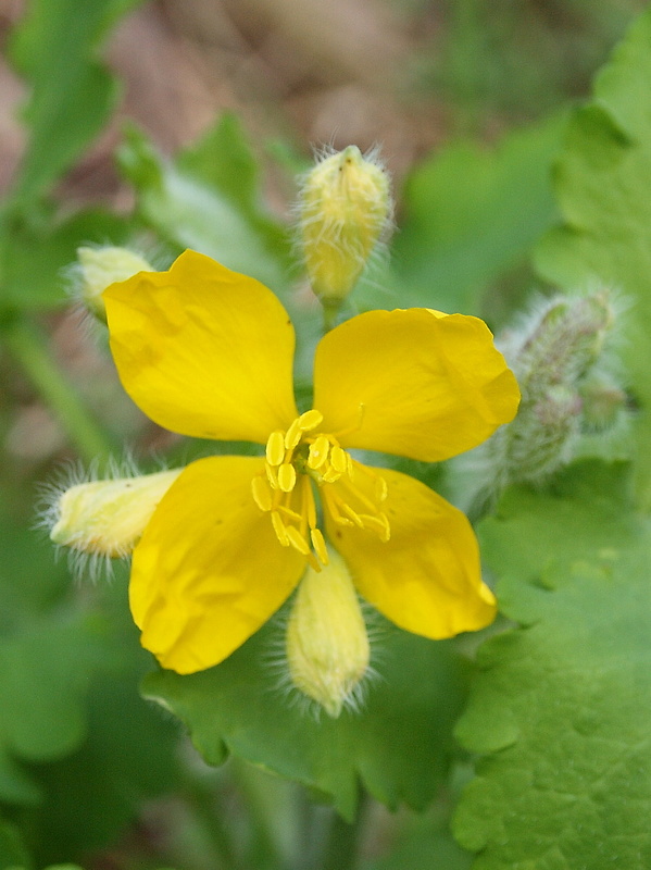 lastovičník väčší Chelidonium majus L.