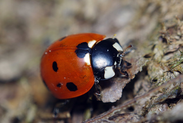 lienka sedembodková Coccinella sptempunctata