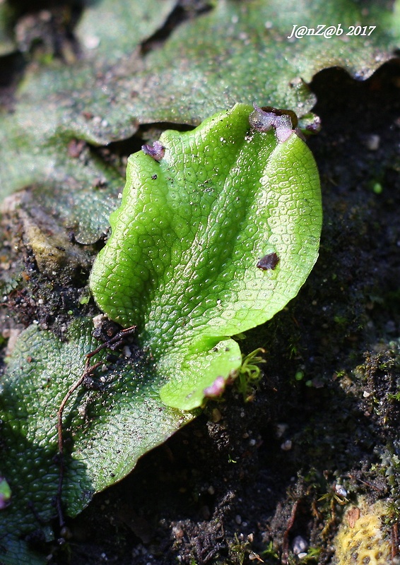 lupeňovec kužeľovitý Conocephalum conicum (L.) Cogn.