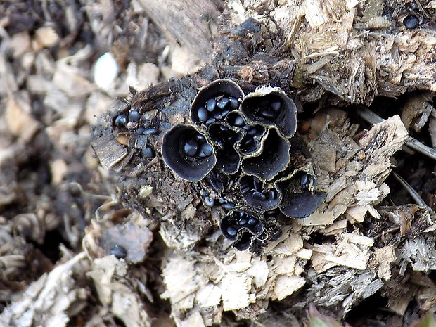 čiaškovec výkalový Cyathus stercoreus (Schwein.) De Toni