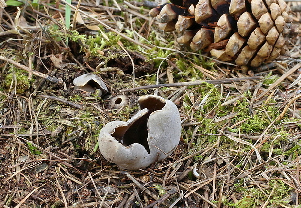 chriapač sosnový Helvella leucomelaena (Pers.) Nannf.