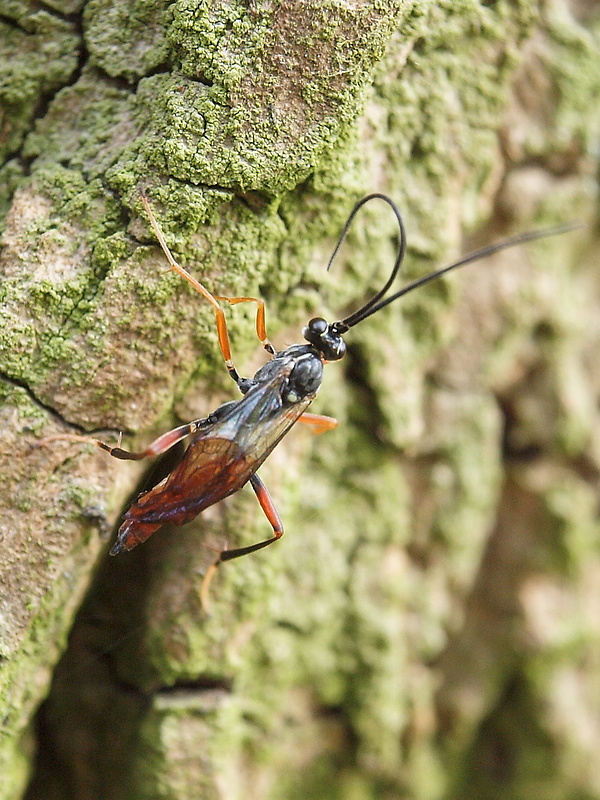 lumok  Ichneumonidae sp.