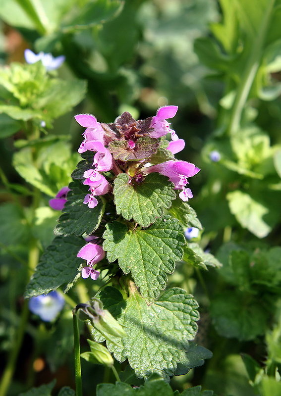 hluchavka purpurová Lamium purpureum L.