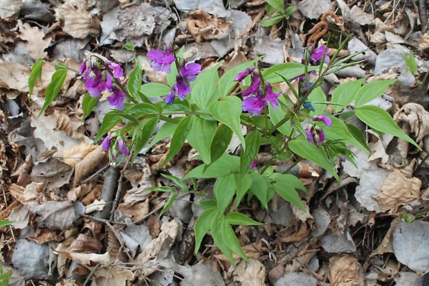 hrachor jarný Lathyrus vernus (L.) Bernh.