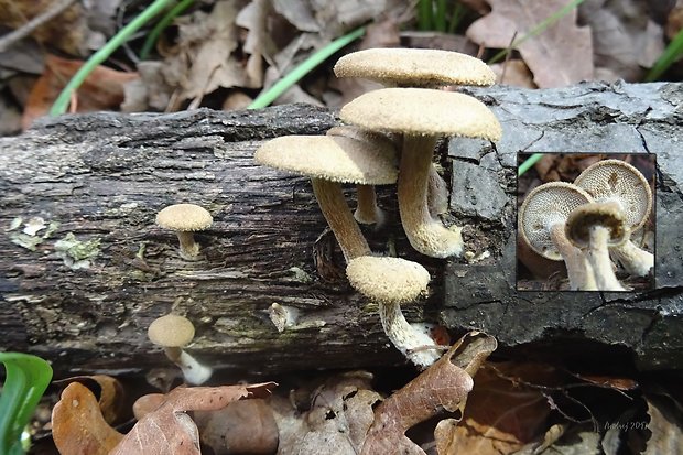 trúdnik plástovitý Lentinus arcularius (Batsch) Zmitr.