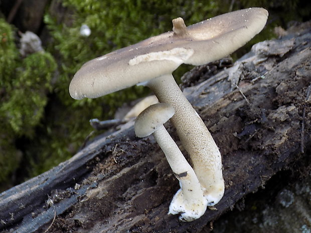 trúdnik strapkatý Lentinus substrictus (Bolton) Zmitr. & Kovalenko