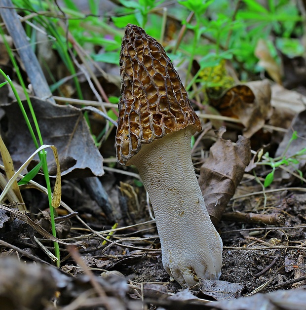 smrčok vysoký Morchella elata Fr.