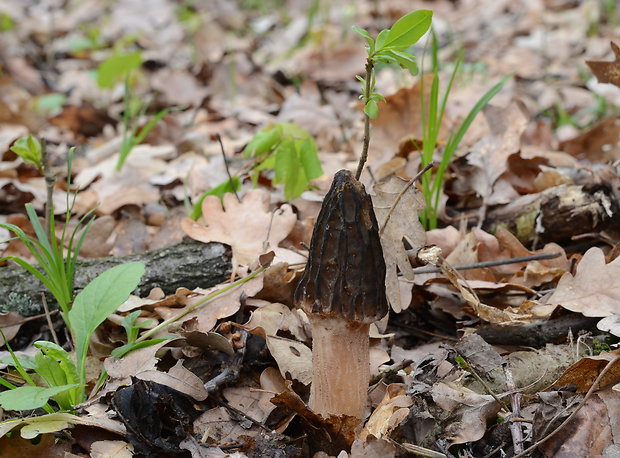 smrčok vysoký Morchella elata Fr.