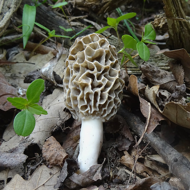 smrčok jedlý Morchella esculenta (L.) Pers.