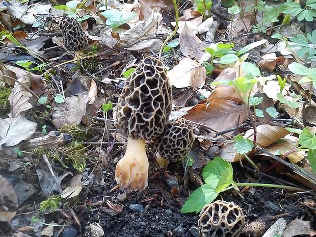 smrčok jedlý Morchella esculenta (L.) Pers.