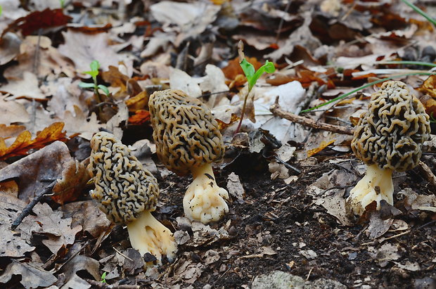 smrčok jedlý Morchella esculenta (L.) Pers.