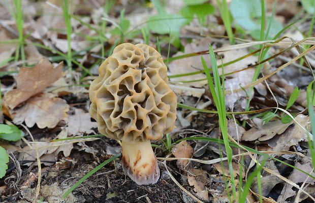 smrčok jedlý Morchella esculenta (L.) Pers.