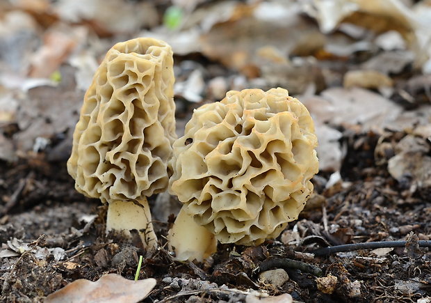 smrčok jedlý Morchella esculenta (L.) Pers.