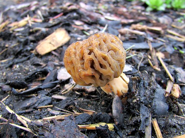 smrčok Morchella sp.